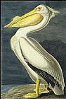 John James Audubon Canvas Paintings - American White Pelican